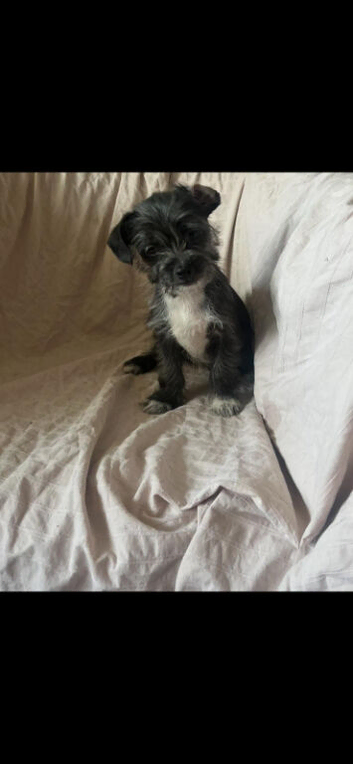 Shitzu cross chihuahua