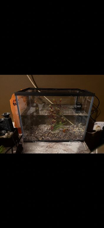 Fish tank and goldfish
