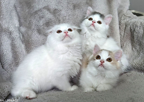 Adorable Scottish Fold and Straight kittens