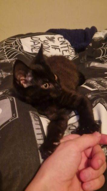 12 week old black kitten
