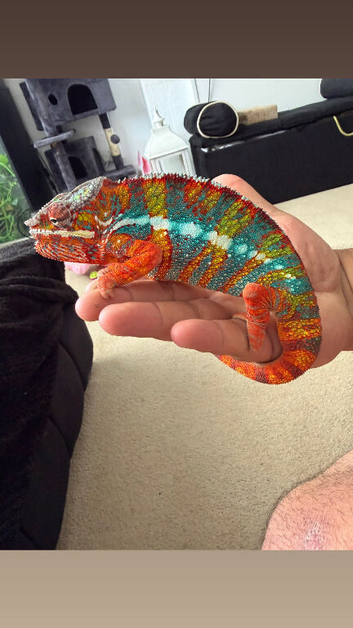 Adult chameleons