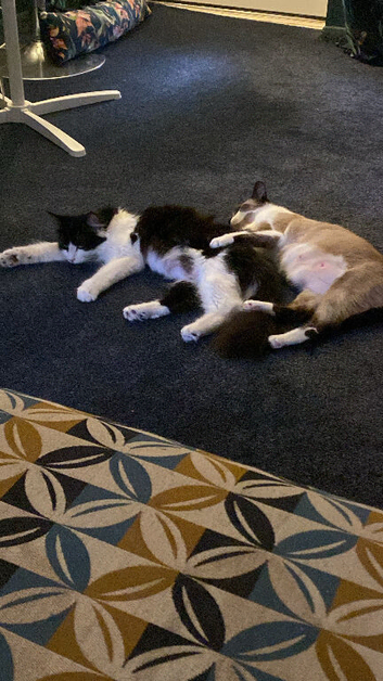Siamese x long haired moggy