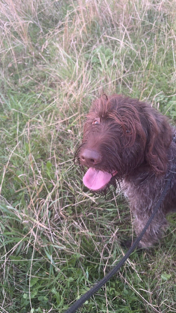 German wirehaired pointer