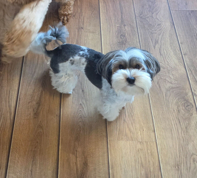 Biewer Yorkshire Terrier Girl 4 years old
