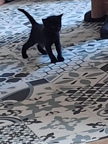 4x kittens