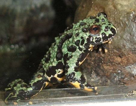Three Fire-Bellied Toads and Setup