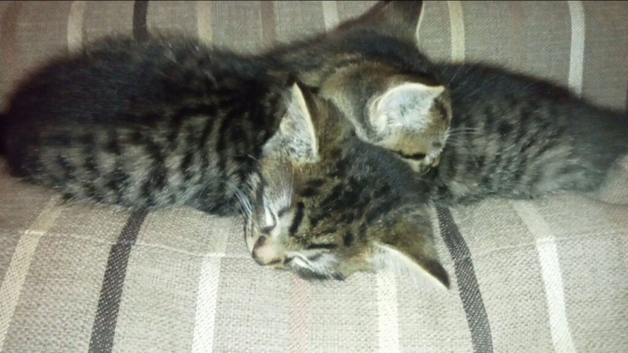 2 tabby boys