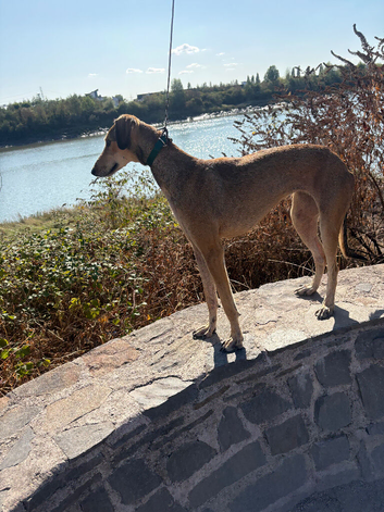 Saluki greyhound
