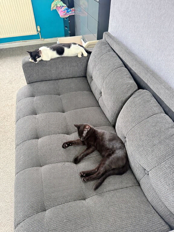 2 kittens