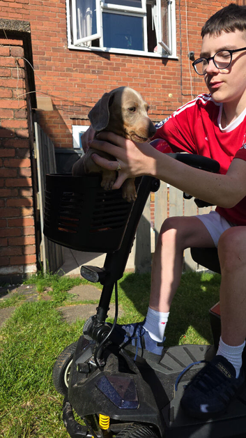 Mini dauchand named archie,