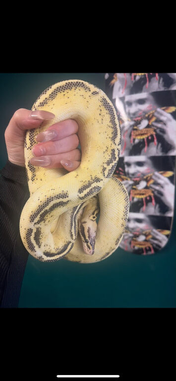 Royal python with 4ft viv