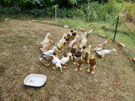 Trios of Runner ducks