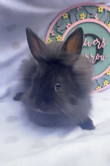 Black lionhead babies