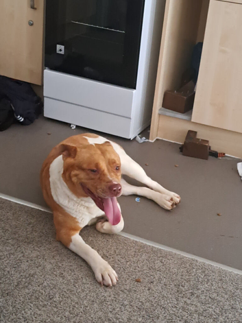 Female mix akita cross staff