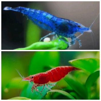 Cherry shrimp, red,yellow,blue,orange,white,black