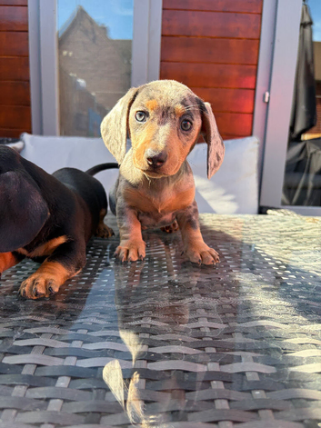 Lovely Well Bred Miniature Dachshund Pups Ready Now!