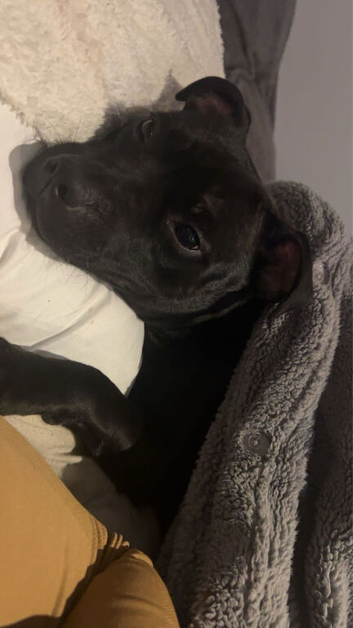 Beautiful Staffordshire bull terrier Athena