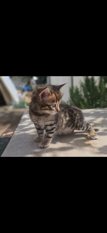 Cashmere  bengals