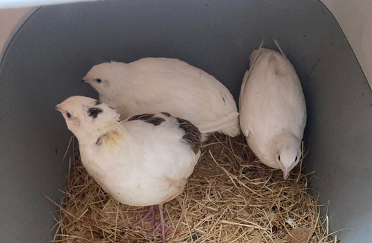 3 jumbo female quail