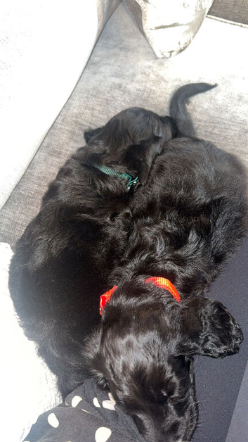 Cockapoo puppy&rsquo;s