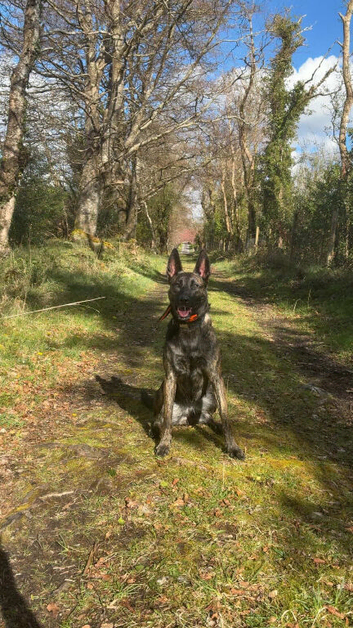 Dutch herder female