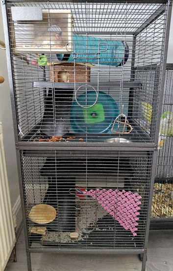 3 female dumbo rats for sale
