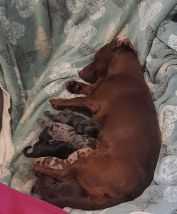 3 beautiful sproodle x dapoo