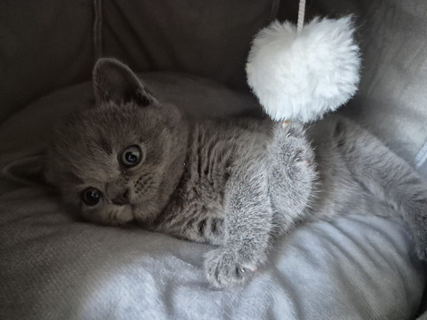Kittens for sale. De wormed, Vet checked. Ready to go from 11.07.26