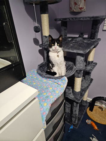 7 year old female cat