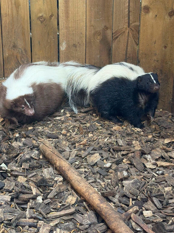 Male and female pair of  skunks