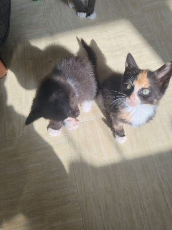 Kittens for sale