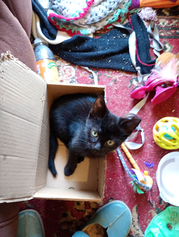 Black cat