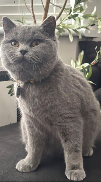 BSH & RAGDOLL kittens