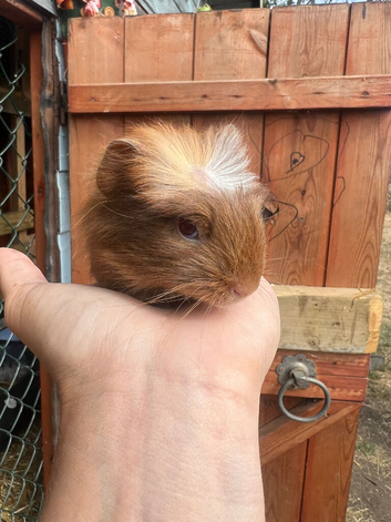 2 female 1 male guinea pig babies