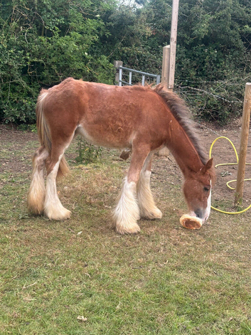 Yearling Cob filly
