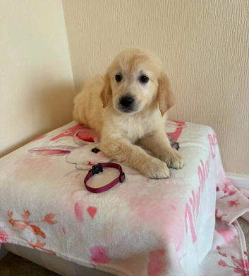 Golden retriever