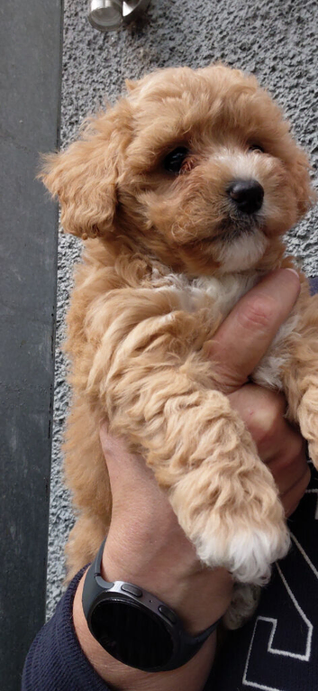 Poochoon pups