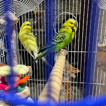 Two Beautiful Young Male Budgies