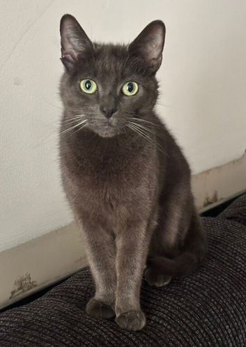 8 year old cat needs a home