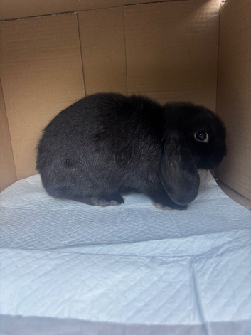 Mini lop