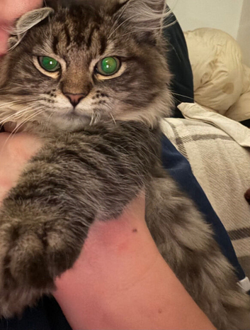 Maincoon xRagdoll &pound;200 ono