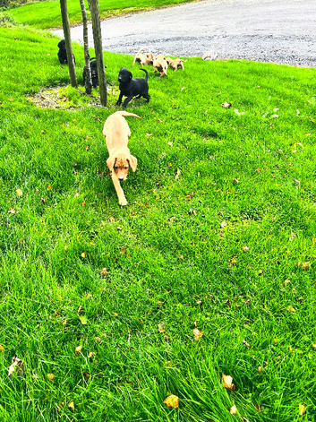 Gorgeous Lab puppies ready to go now