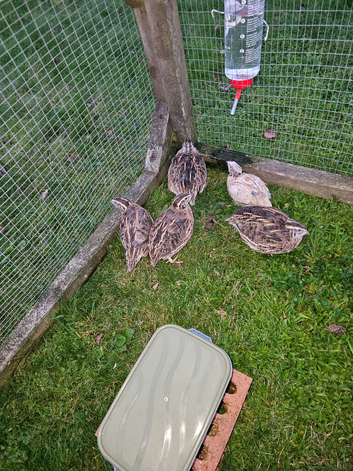 Free quail