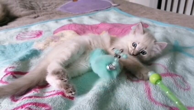 Blue lynx ragdoll kitten - boy RESERVED