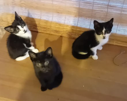 Four beautiful kittens looking for forever home