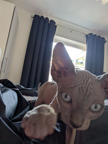 Adorable sphynx boy kitten