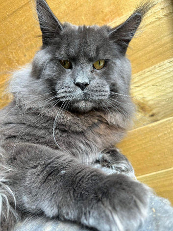 Gorgeous Maine coon kittens