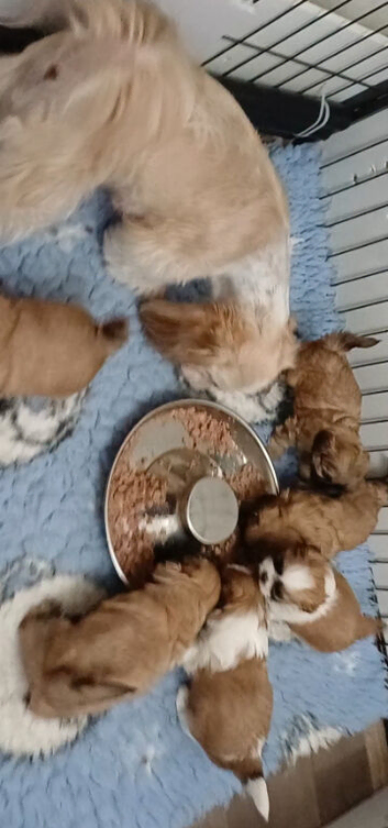 KC reg Shih Tzu/ Shihtzu pups