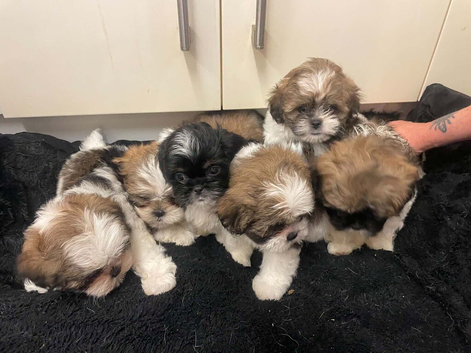 Lhasa apso puppies for sale