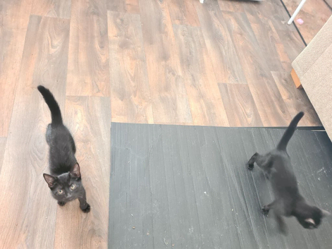 Two black female kittens
